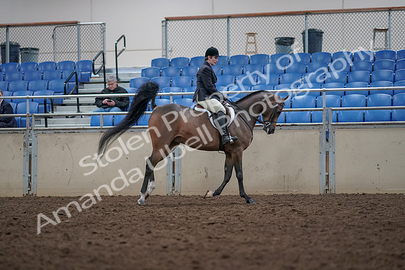 2019 Morgan Horse Show - Aug 31, 2019 - 16083