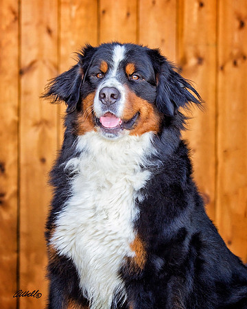 Dogs and Cats - 047