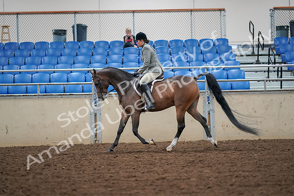 2019 Morgan Horse Show - Aug 30, 2019 - 17301