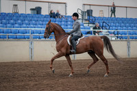 2019 Morgan Horse Show - Sept 01, 2019 - 12159