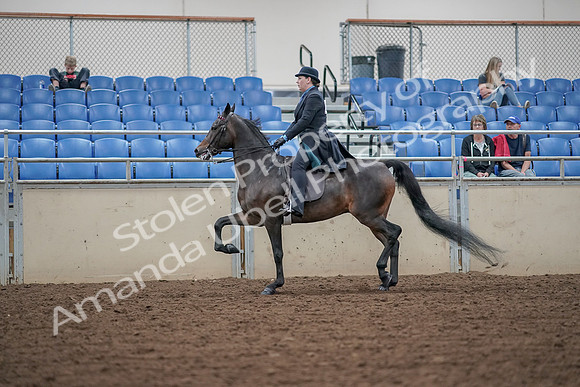 2019 Morgan Horse Show - Aug 30, 2019 - 15552