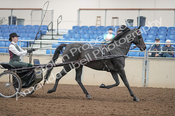 2019 Morgan Horse Show - Aug 31, 2019 - 04763