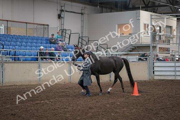 2019 Morgan Horse Show - Aug 31, 2019 - 02107