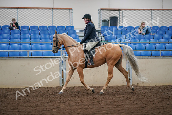 2019 Morgan Horse Show - Aug 30, 2019 - 16235