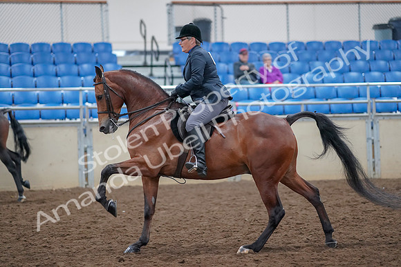 2019 Morgan Horse Show - Aug 30, 2019 - 20574