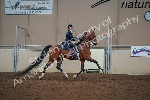 2019 Morgan Horse Show - Aug 30, 2019 - 25301