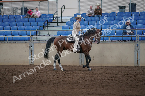 2019 Morgan Horse Show - Sept 01, 2019 - 07175