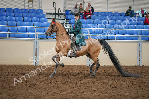 2020 - AB Morgan Horse - Sat, Sept 05 - 13776