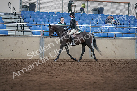 2019 Morgan Horse Show - Sept 01, 2019 - 09012