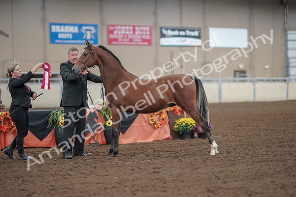 2019 Morgan Horse Show - Aug 30, 2019 - 25659