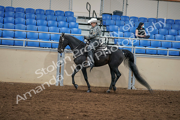2020 - AB Morgan Horse - Fri, Sept 04 - 03559