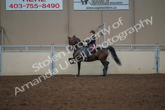 2019 Morgan Horse Show - Aug 30, 2019 - 28328