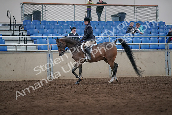 2019 Morgan Horse Show - Sept 01, 2019 - 08585