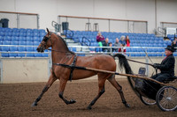 2019 Morgan Horse Show - Aug 30, 2019 - 13033