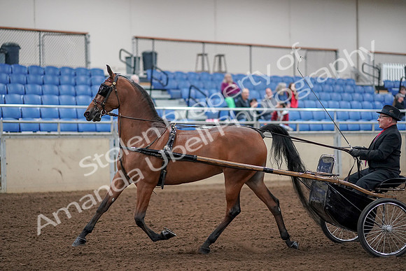 2019 Morgan Horse Show - Aug 30, 2019 - 13033