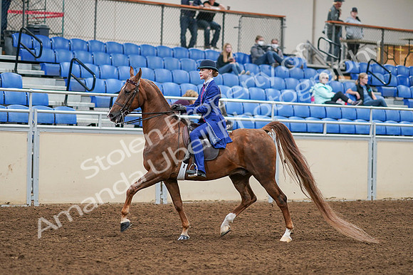 2020 - AB Morgan Horse - Fri, Sept 04 - 04880