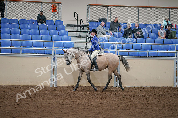2020 - AB Morgan Horse - Fri, Sept 04 - 10340