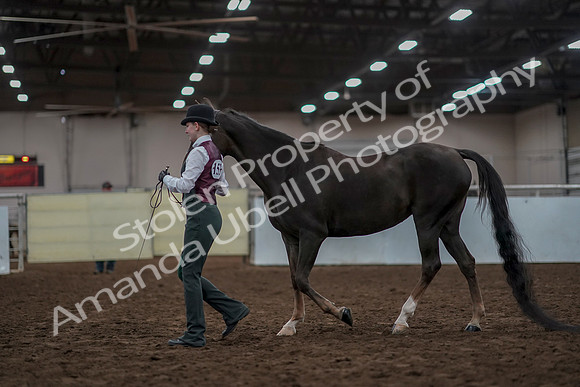 2019 Morgan Horse Show - Aug 31, 2019 - 01990
