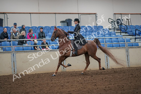 2019 Morgan Horse Show - Aug 30, 2019 - 24966
