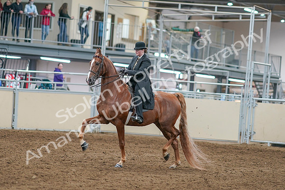 2020 - AB Morgan Horse - Sat, Sept 05 - 07967