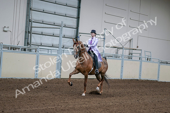 2020 - AB Morgan Horse - Fri, Sept 04 - 05001