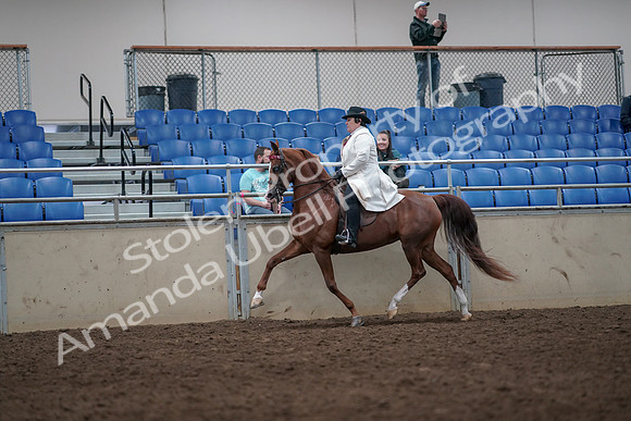 2019 Morgan Horse Show - Aug 31, 2019 - 08677