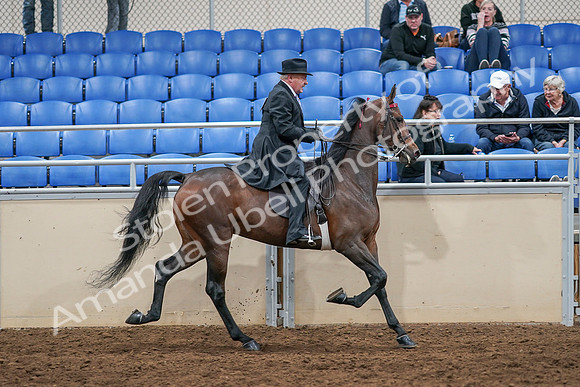 2020 - AB Morgan Horse - Sat, Sept 05 - 08174