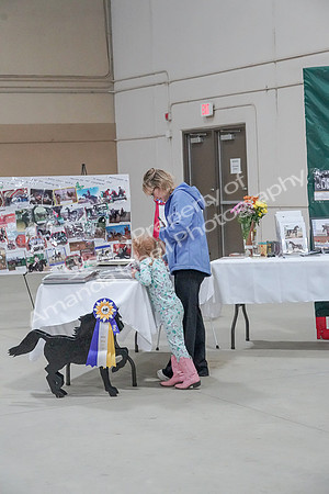 2019 Morgan Horse Show - Sept 01, 2019 - 05900