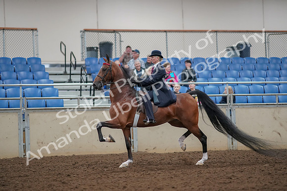 2019 Morgan Horse Show - Aug 30, 2019 - 25032