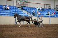 2020 - AB Morgan Horse - Sat, Sept 05 - 05848
