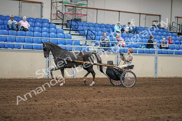 2020 - AB Morgan Horse - Sat, Sept 05 - 05848