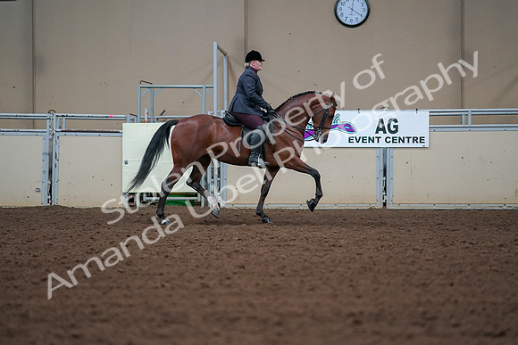 2019 Morgan Horse Show - Aug 30, 2019 - 20697