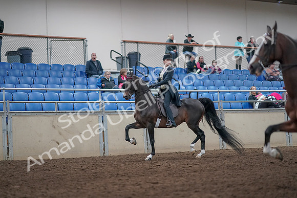 2019 Morgan Horse Show - Aug 31, 2019 - 08608