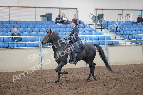 2019 Morgan Horse Show - Aug 31, 2019 - 18027