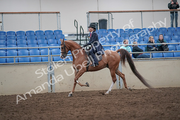 2019 Morgan Horse Show - Aug 31, 2019 - 08662