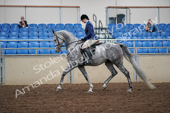 2019 Morgan Horse Show - Aug 30, 2019 - 16057