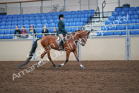 2020 - AB Morgan Horse - Sat, Sept 05 - 05109
