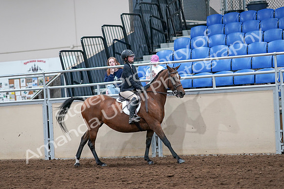 2020 - AB Morgan Horse - Fri, Sept 04 - 02125