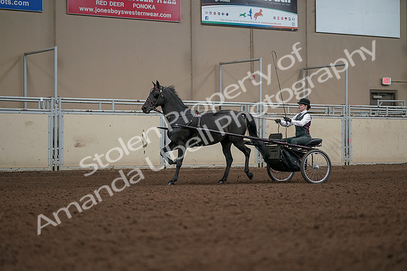 2019 Morgan Horse Show - Aug 31, 2019 - 04681