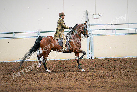 2020 - AB Morgan Horse - Sat, Sept 05 - 08206