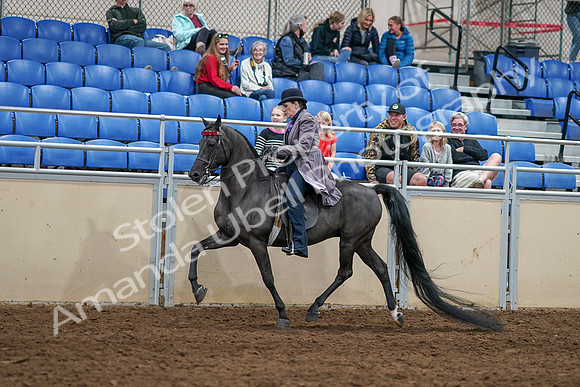 2020 - AB Morgan Horse - Sat, Sept 05 - 13603