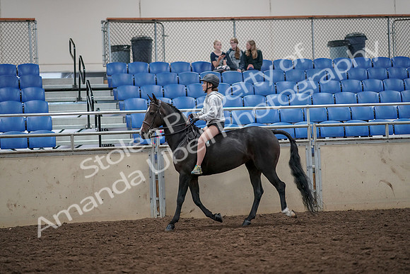 2019 Morgan Horse Show - Aug 30, 2019 - 31033