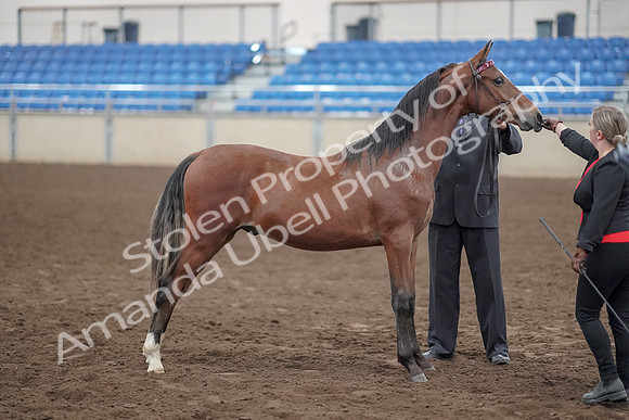 2019 Morgan Horse Show - Aug 31, 2019 - 00151