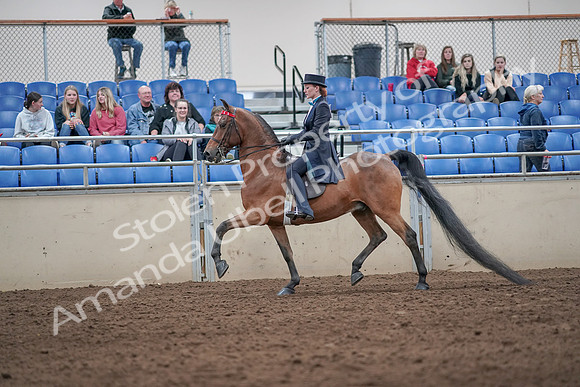 2019 Morgan Horse Show - Aug 31, 2019 - 19926