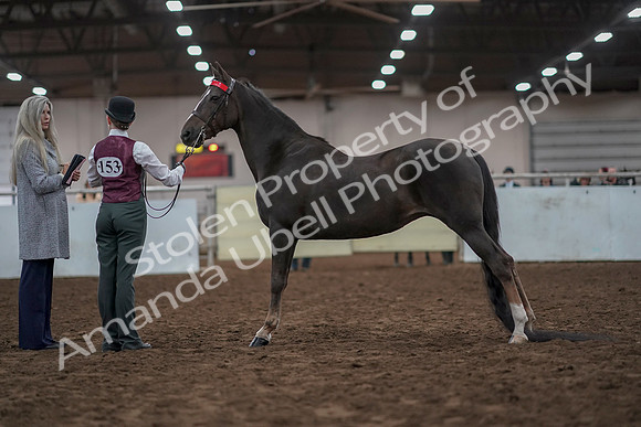2019 Morgan Horse Show - Aug 31, 2019 - 02013