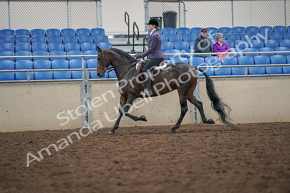 2019 Morgan Horse Show - Aug 30, 2019 - 20151