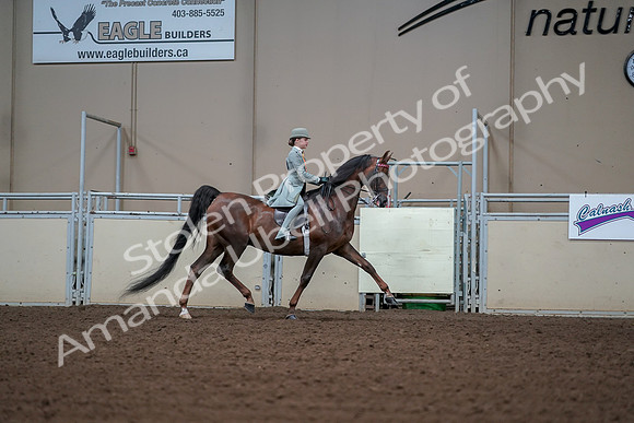 2019 Morgan Horse Show - Aug 30, 2019 - 17931