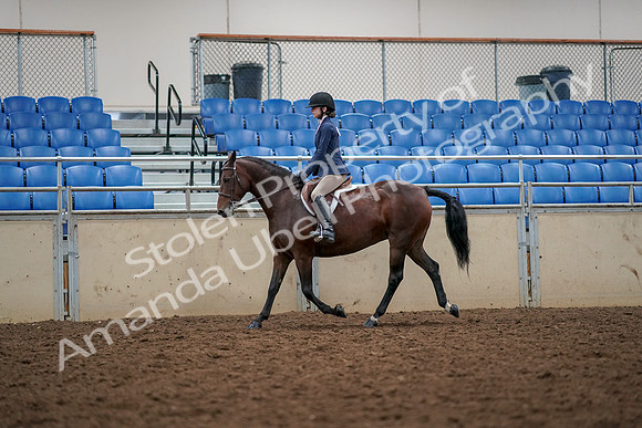 2019 Morgan Horse Show - Aug 30, 2019 - 23212