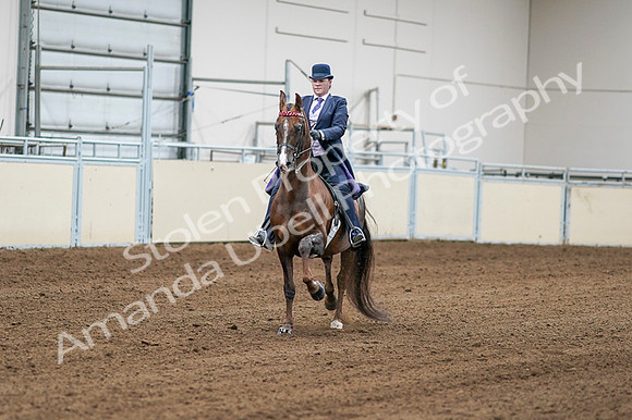 2020 - AB Morgan Horse - Fri, Sept 04 - 08167