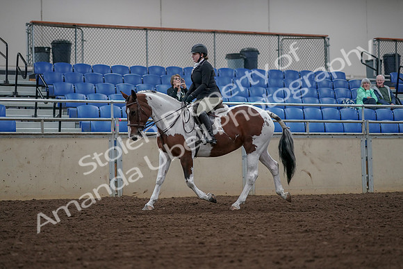 2019 Morgan Horse Show - Aug 30, 2019 - 14859